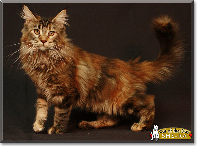 She-Ra the Maine Coon Cat, the Cat of the Day