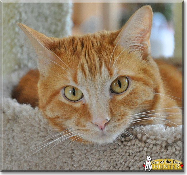 Hunter the Tabby, the Cat of the Day