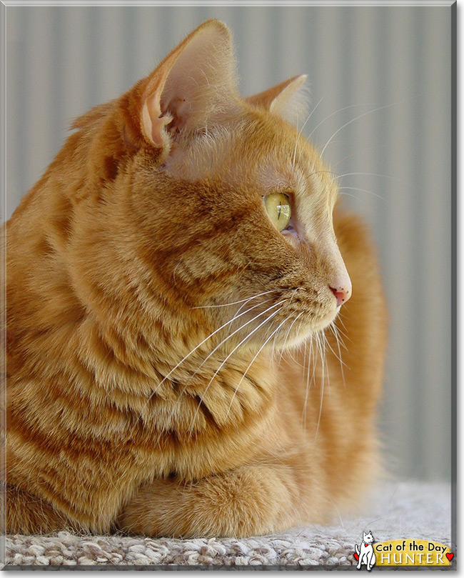 Hunter the Tabby, the Cat of the Day