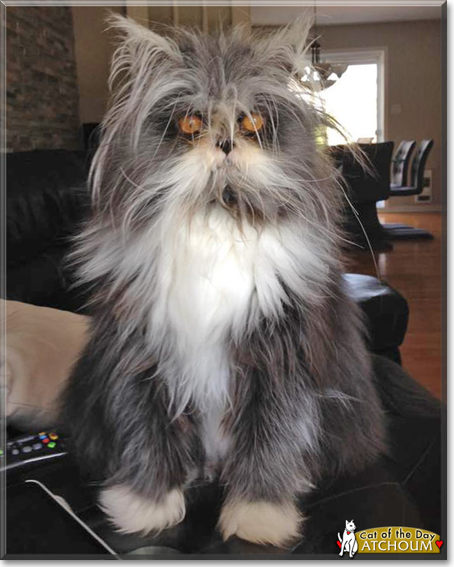  Atchoum the Persian, the Cat of the Day