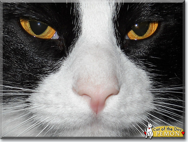  Pemon the Tuxedo Cat, the Cat of the Day