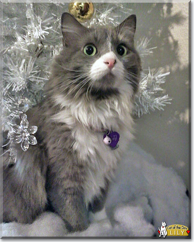  Lily the Longhair Cat, the Cat of the Day