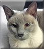 Frosty the Lilac Point Siamese