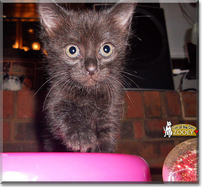 Zooey, the Cat of the Day