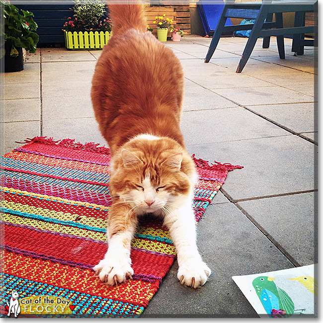 Flocky, the Cat of the Day