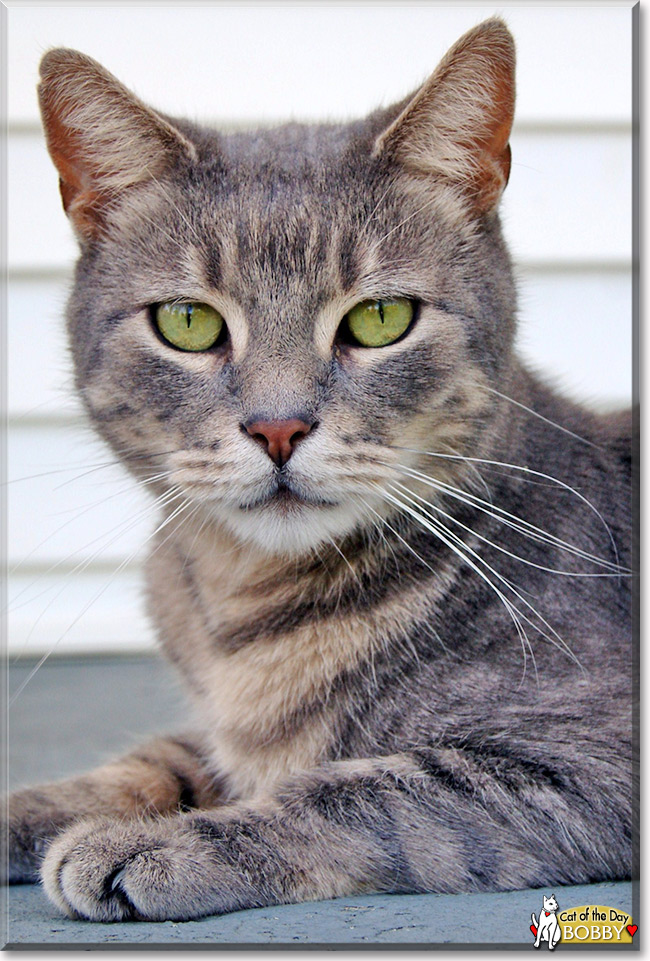 Bobby, the Cat of the Day