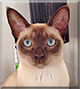 Tootiki the Tonkinese