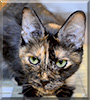 Shylo the Tortoiseshell cat