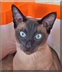 Tauft the Tonkinese cat