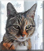 Rosalee the Tortoiseshell, Tabby