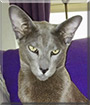 Robyn the Oriental Shorthair