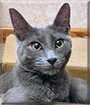 Denali the Russian Blue, Domestic