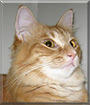 Mazey the Orange Tabby, Maine Coon