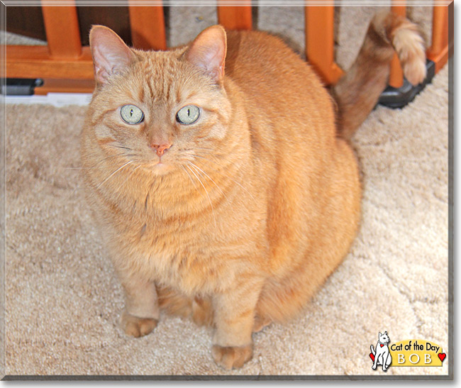 Bob the Destroyer, the Cat of the Day