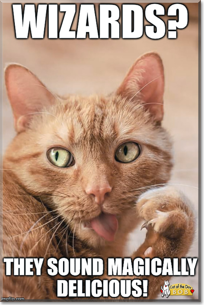 Bob the Destroyer, the Cat of the Day