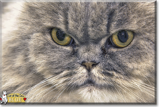 Blue the Persian, Cat of the Day