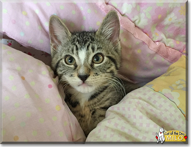 Milo the Tabby, the Cat of the Day