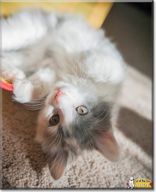 Addy the Tortoiseshell mix, the Cat of the Day