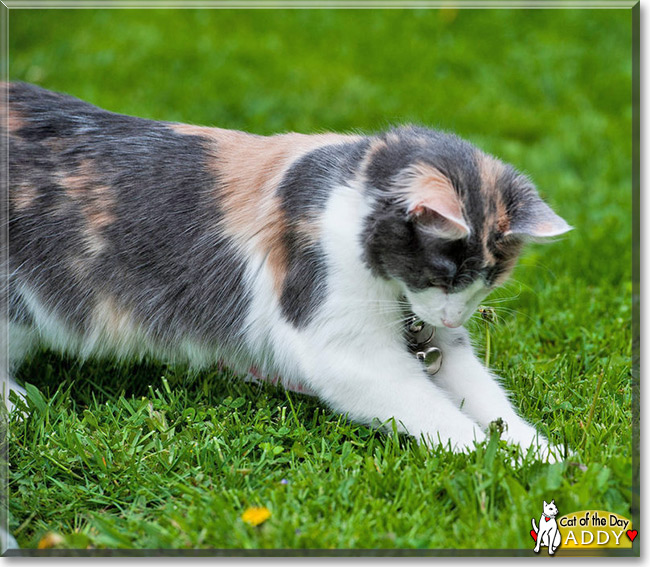 Addy the Tortoiseshell mix