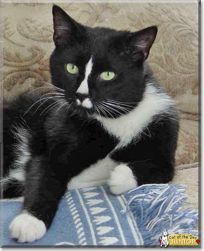 Junior the Tuxedo Short Hair the Cat of the Day