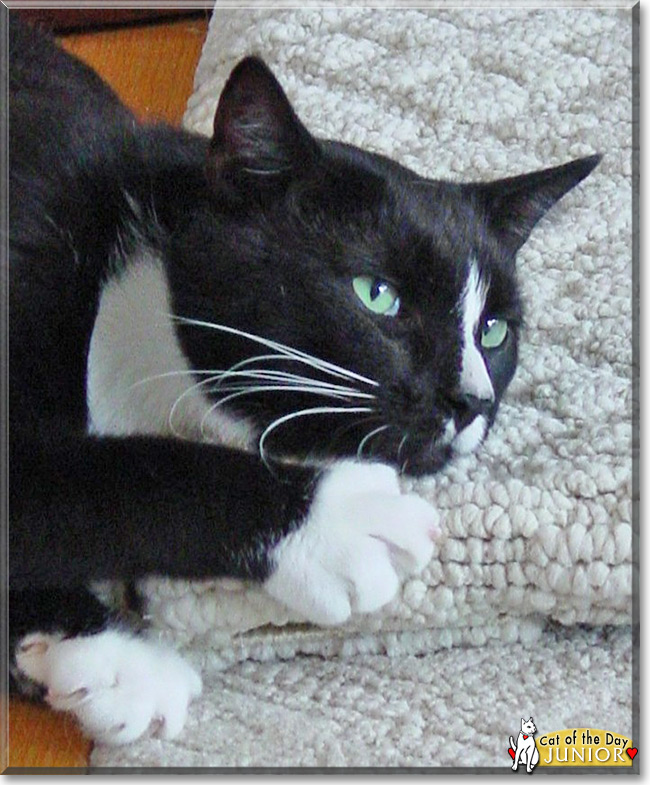 Junior the Tuxedo Short Hair, the Cat of the Day