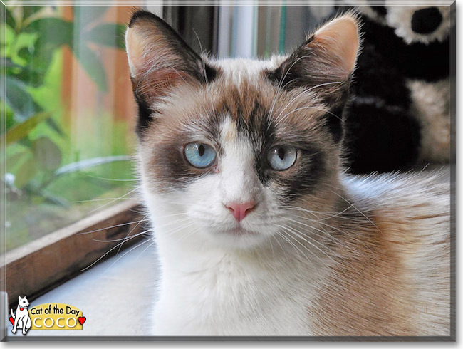 Coco the Siamese Mix the Cat of the Day