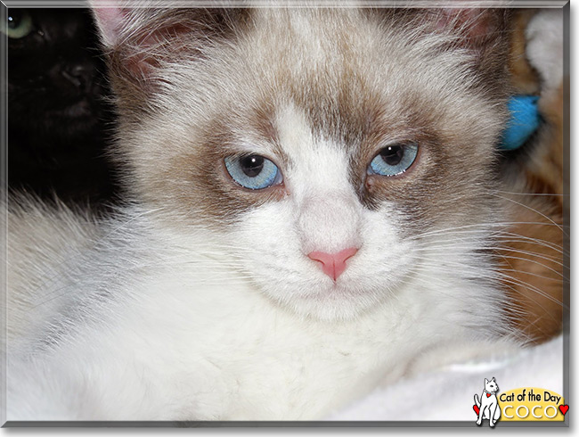 Coco the Siamese Mix, the Cat of the Day