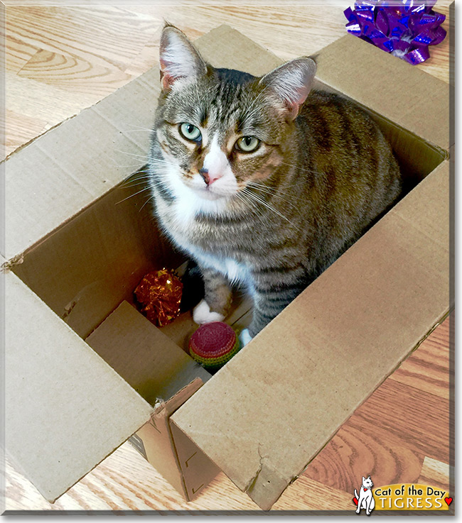 Tigress the Tabby mix, the Cat of the Day