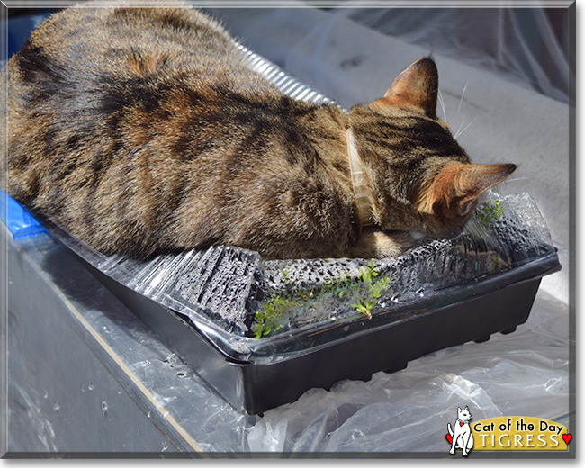 Tigress the Tabby mix, the Cat of the Day