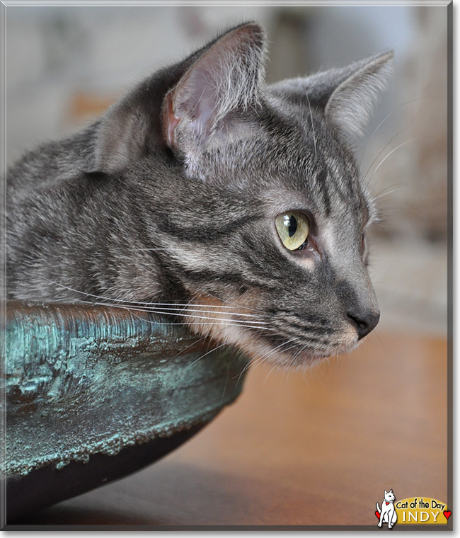 Indy the Silver Tabby, the Cat of the Day