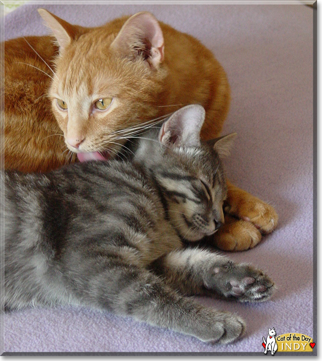 Indy the Silver Tabby, the Cat of the Day