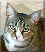 Tigress the Tabby mix