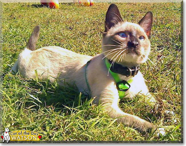 Watson the Snowshoe Siamese