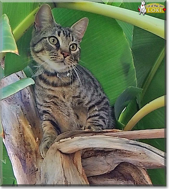 Loki the Tabby