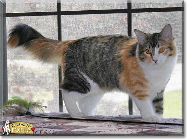 Portia the Calico