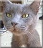 Milkshakes the Russian Blue