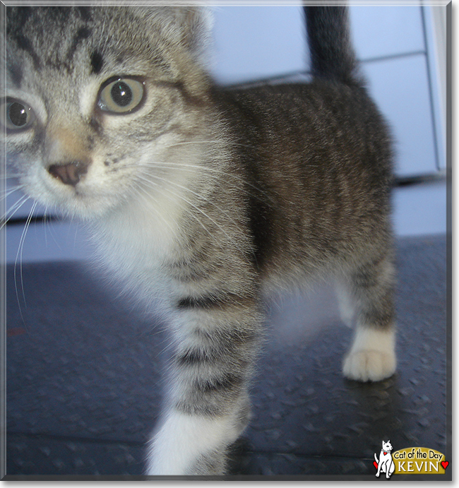 Kevin the Tabby Kitten, the Cat of the Day