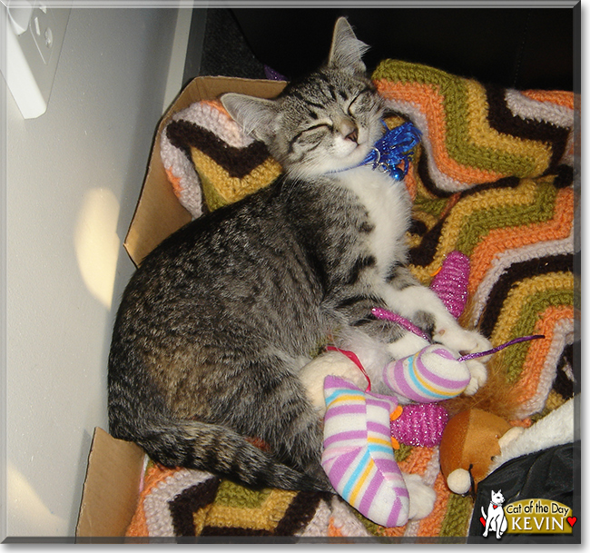 Kevin the Tabby Kitten, the Cat of the Day