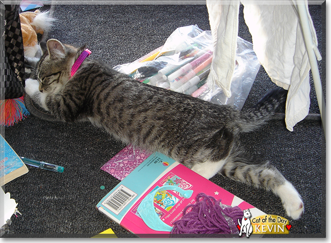 Kevin the Tabby Kitten, the Cat of the Day