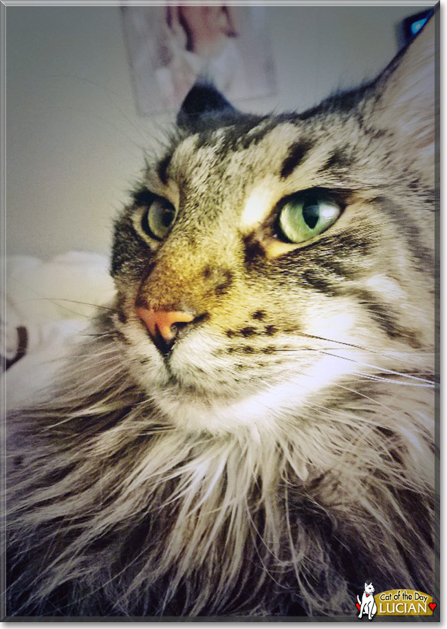 Lucian the Maine Coon Cat, the Cat of the Day