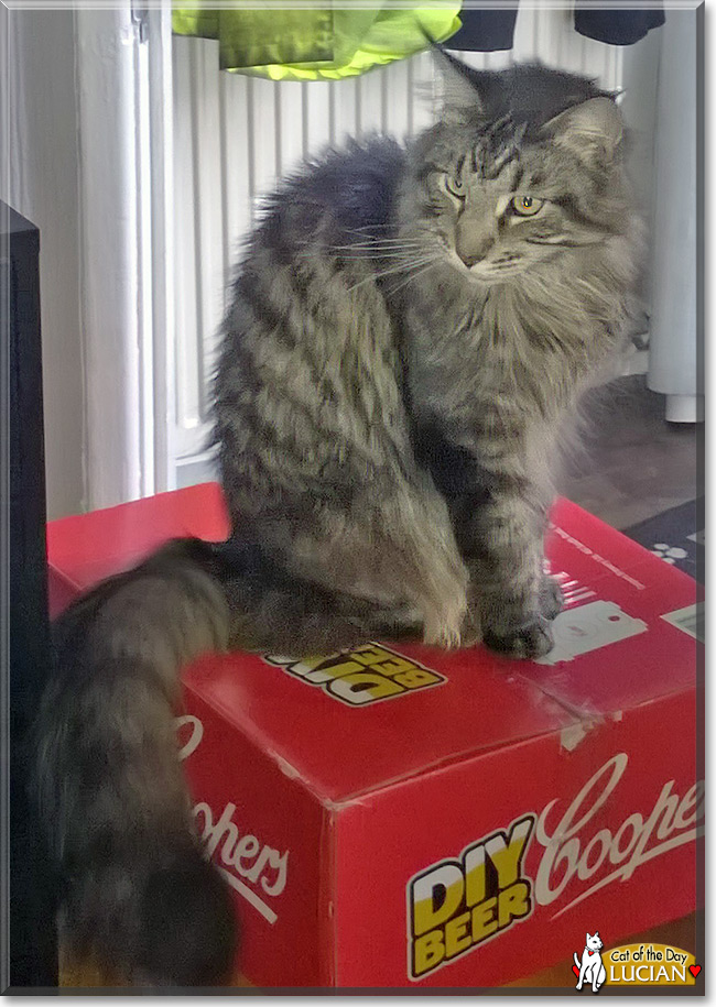 Lucian the Maine Coon Cat, the Cat of the Day