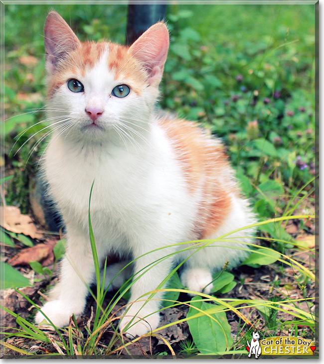 Chester the Cat, the Cat of the Day