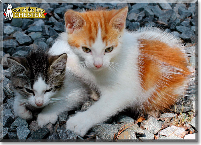 Chester the Cat, the Cat of the Day