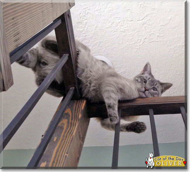 Oliver the Siamese/Tabby Mix, the Cat of the Day