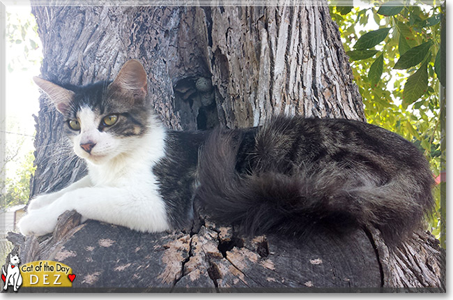  Dez the Long-haired Tabby,