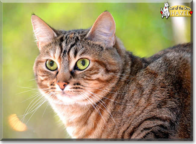 Hazel the Tabby,