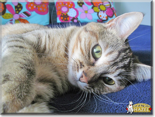 Hazel the Tabby,