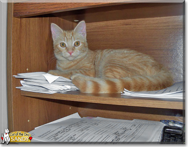 Sandy the American Shorthair Tabby