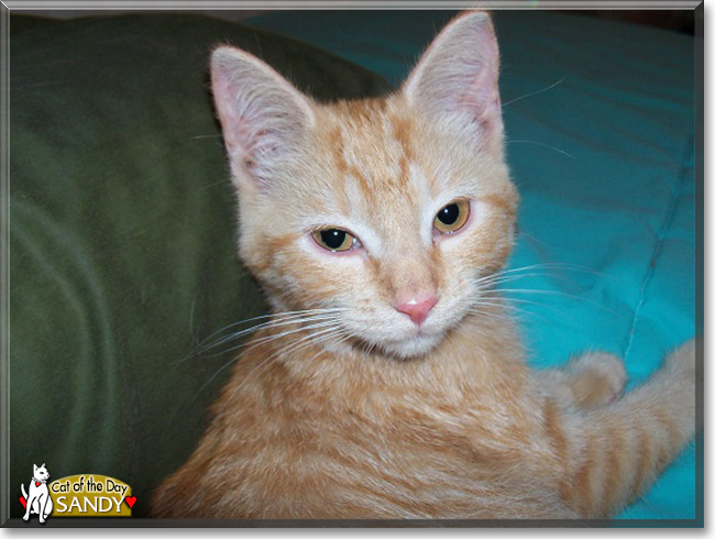 Sandy the American Shorthair Tabby