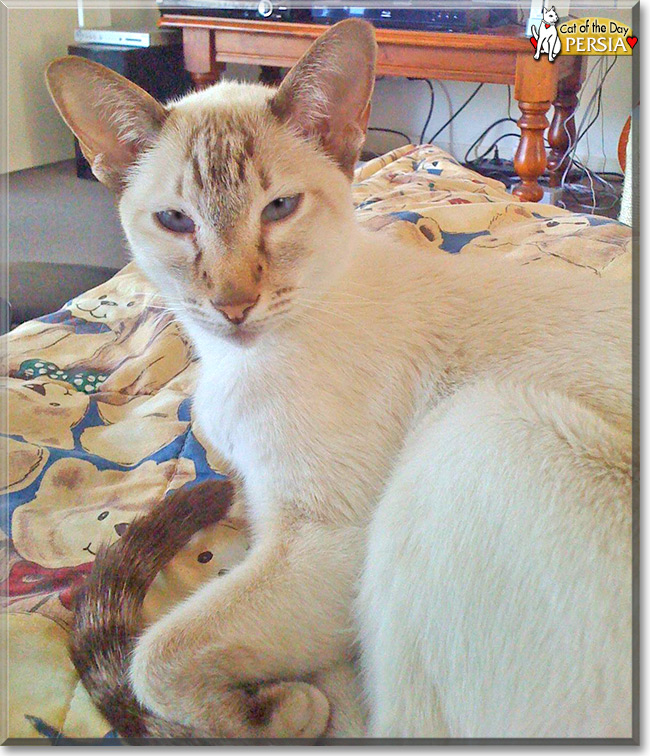 tabby point siamese rescue